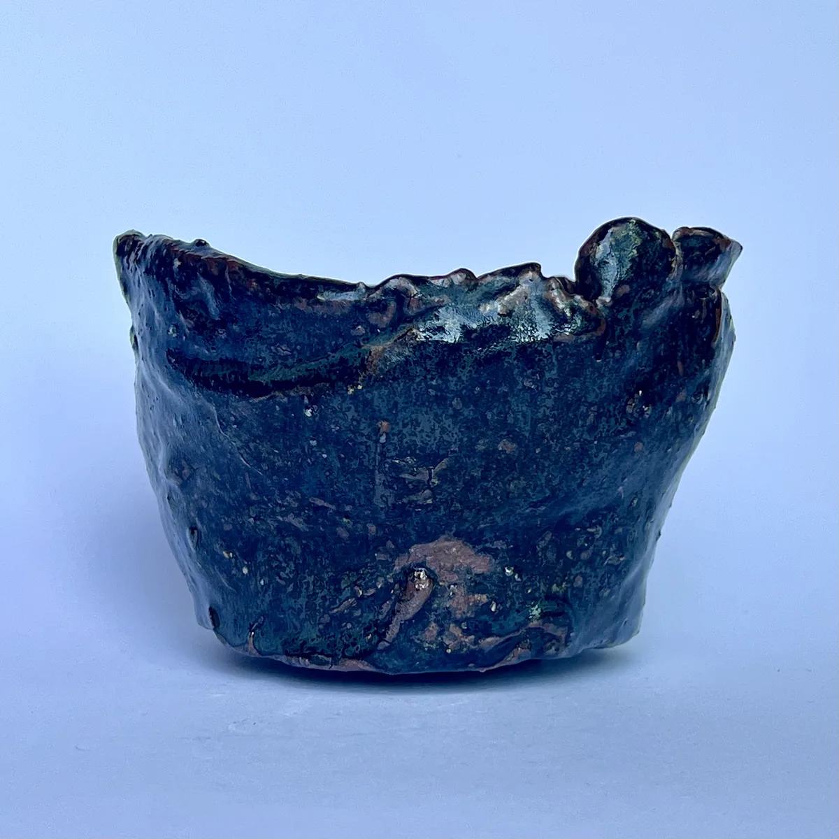 黒竹節 - 画像 (4)